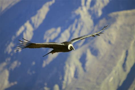 Birds of Prey: The Andean Condor | HubPages