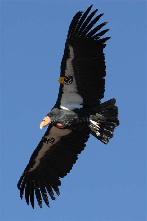 Birds of Prey: The California Condor | hubpages