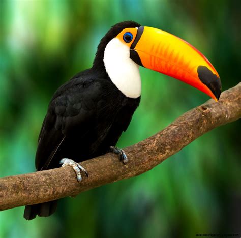Birds Of The Rainforest | Wallpapers Gallery