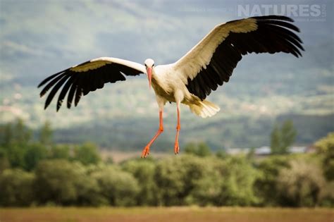 Birds of the Spanish Plains from a recent visit | NaturesLens