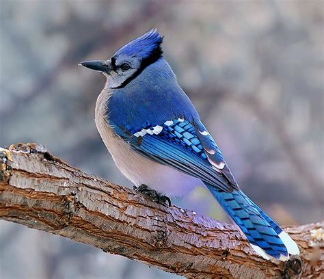 Birds of the World: Blue jay