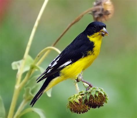 Birds of the World: Lesser goldfinch