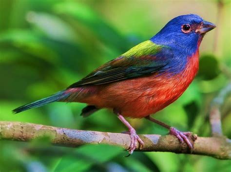 Birds of the World: Painted bunting