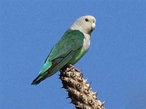 Birds of The World: Parrots and Allies  Psittacidae