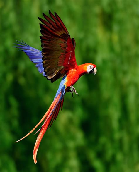 Birds of Tropical Rainforests   Bird Eden