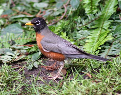 Birds of Westwood: American Robin