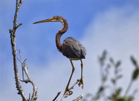 Birds on the brain: Birding Coastal South Carolina with ...