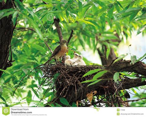 Birds On Tree Royalty Free Stock Images   Image: 77349