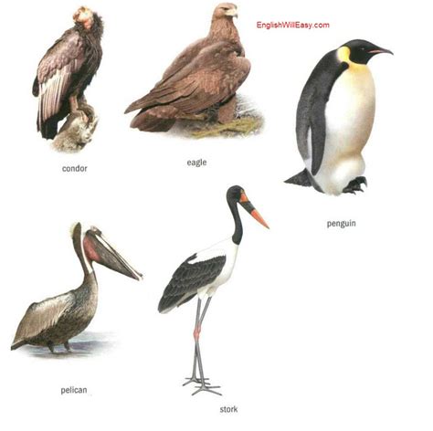 Birds   Online Dictionary for Kids