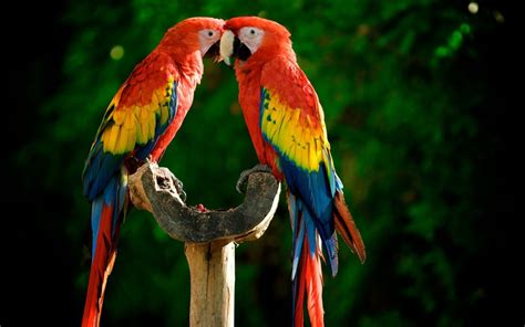 Birds Parrots Scarlet Macaws 2560x1600 : Wallpapers13.com