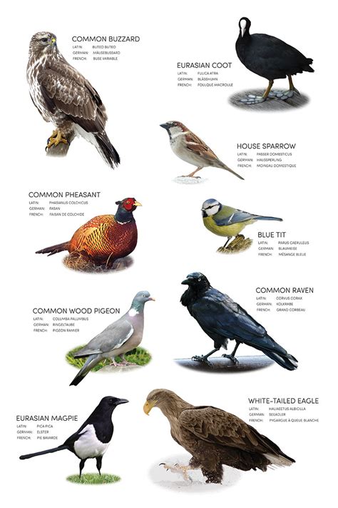 birds pic with names
