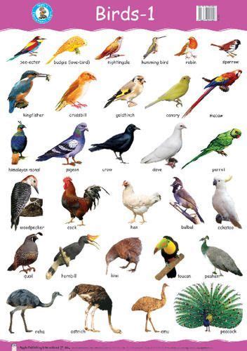 birds pic with names | Names of birds, Animals name in ...