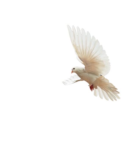birds png download   HD birds png images download [FREE ...