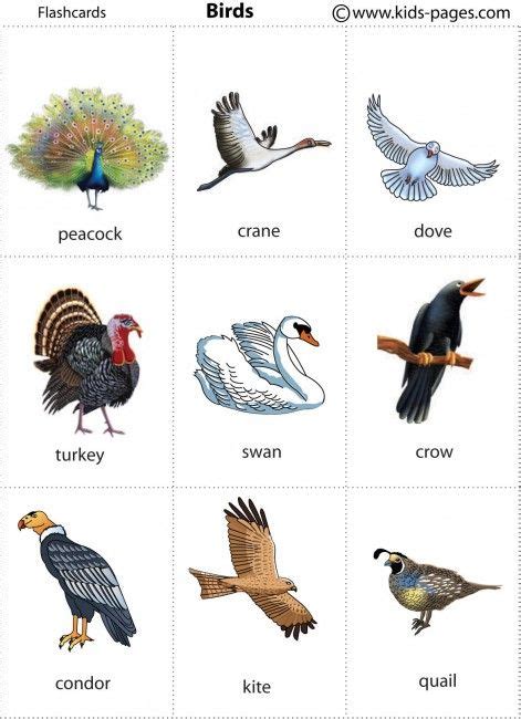 Birds printable for poster or game cards | Animals: Birds ...