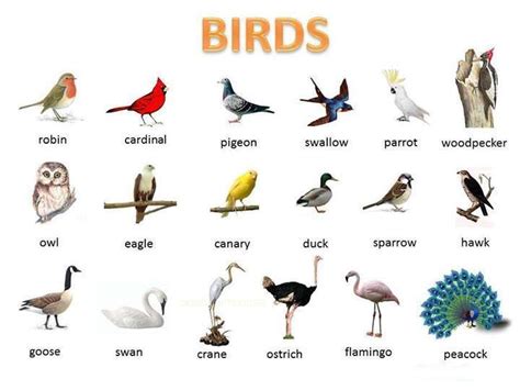 Birds – Visual Vocabulary – Materials For Learning English