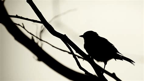 Birds Silhouette wallpaper   29441