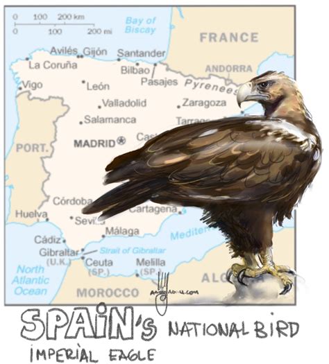 Birds: Spanish imperial eagle