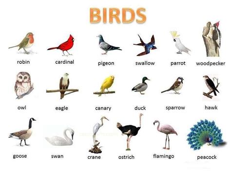 birds visual vocabulary | ENGLISH | Learn english, English ...