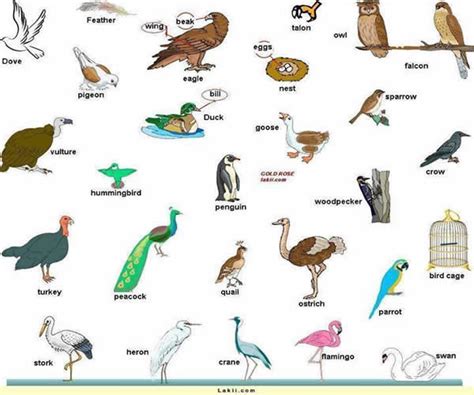Birds Vocabulary in English   English Learn Site