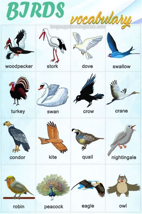 Birds Vocabulary in English   learn English,english ...
