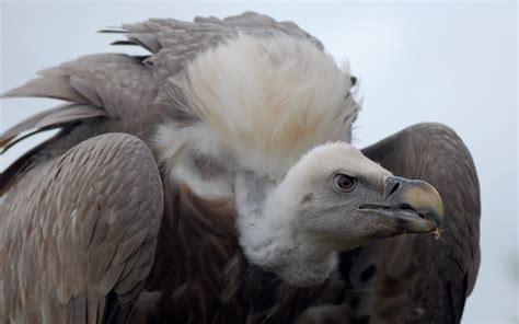 birds vulture predator scavengers HD wallpaper