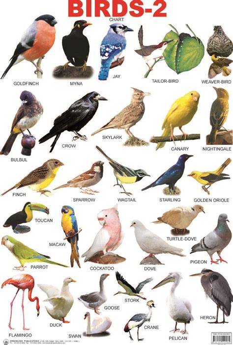 birds with names   Google Search | Birds, Learn english ...