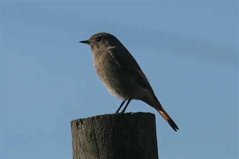 Birdseek.com Spain