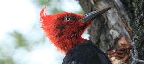 Birdwatching en Chile: Descubre algunas de nuestras aves chilenas ...