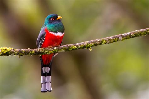 Birdwatching Peru Tours, Birding Tours Cusco, Peru   Peru Wildest