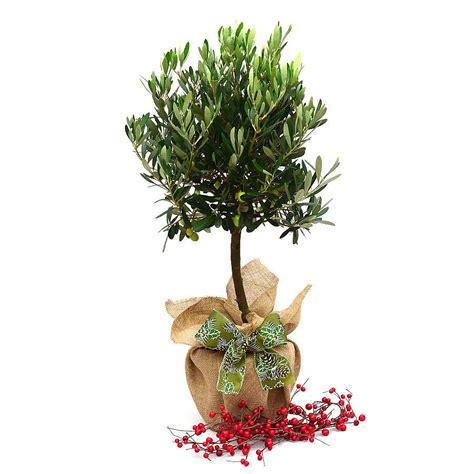 birthday plants olive tree gift by giftaplant ...
