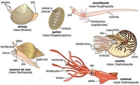 Bivalves & Cefalópodes: Introdução ao filo Mollusca