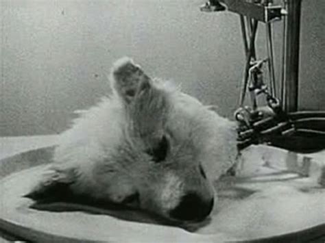 Bizarre Story: Russian Scientists Kept a Dog’s Severed Head Alive ...