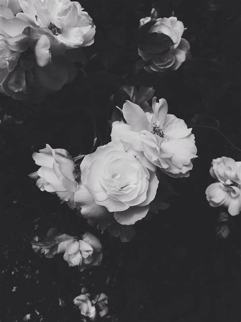 Black And White Aesthetic Roses Wallpapers   Wallpaper Cave