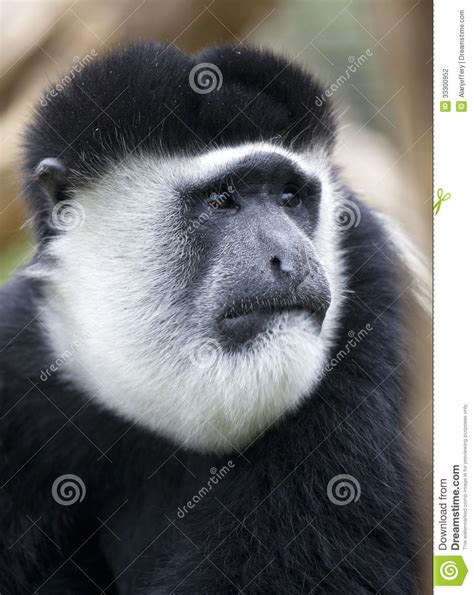Black And White Colobus Monkey Portrait Stock Photography ...
