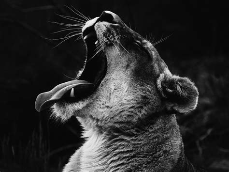 Black and White Photo of Yawning Lioness   www.besthdwallpapergallery ...