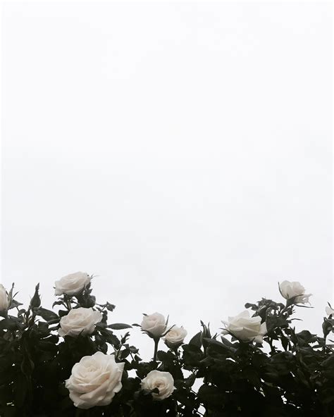 Black And White Rose Aesthetic 4k Wallpapers   Wallpaper Cave