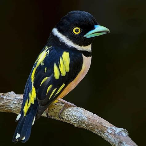 Black and yellow Broadbill by @rafisaat . . #your_best_birds # ...