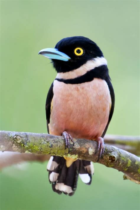 Black And Yellow Broadbill Is A Tiny Bird With Amazing Colors in 2020 ...