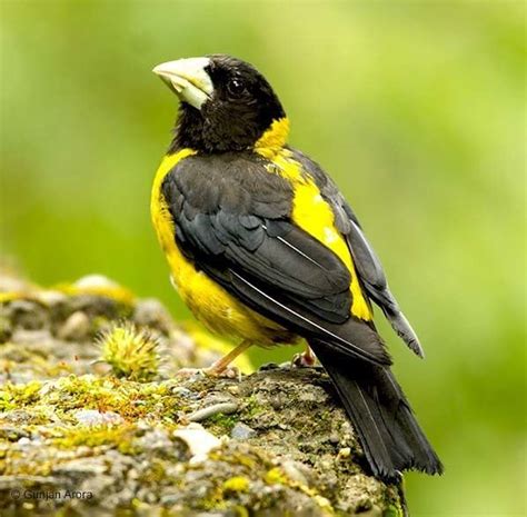 Black and yellow grosbeak   Alchetron, the free social encyclopedia