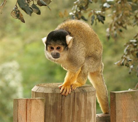 Black capped Squirrel Monkey – Zoo des Sables d Olonne