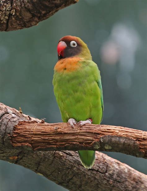 Black Cheeked Lovebird Facts, Housing, Pet Care, Pictures ...