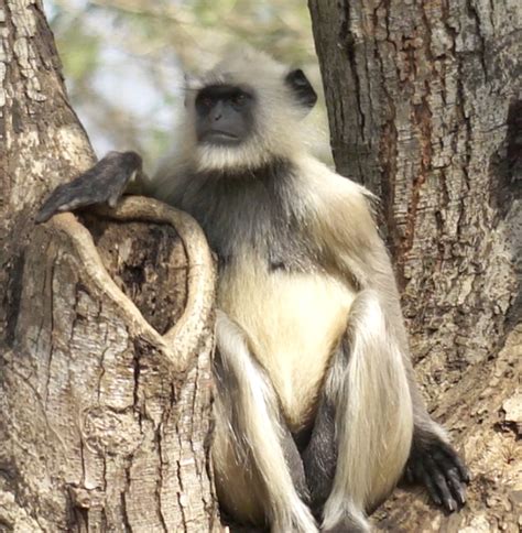 Black Face Monkey   India Travel Forum | IndiaMike.com