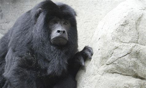 Black howler monkey | Smithsonian s National Zoo