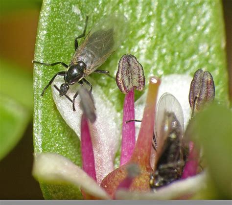 Black Scavenger Fly on Sea Milkwort | Flies order Diptera | Insects ...