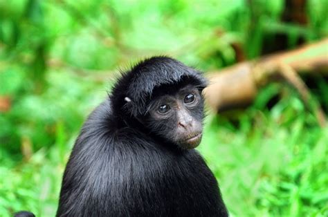 Black Spider Monkey Facts, Habitat, Diet, Life Cycle, Baby ...