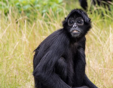 Black Spider Monkey Facts, Habitat, Diet, Life Cycle, Baby ...