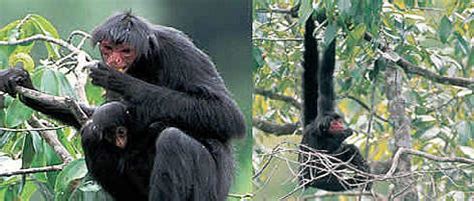 Black spider monkey | WWF