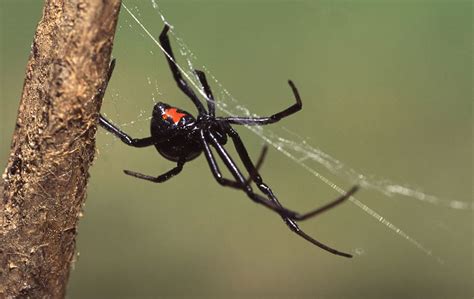 Black Widow   Action Pest Services