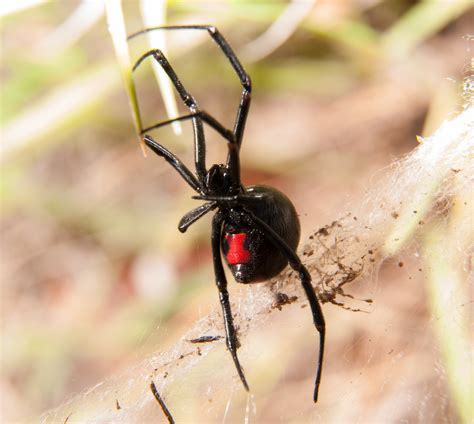 Black Widow Spider Pest Control In Utah | Stewart s