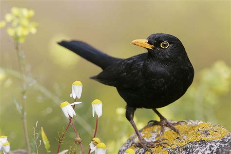 Blackbird Turdus merula . Sevilla, Andalusia, Spain # ...